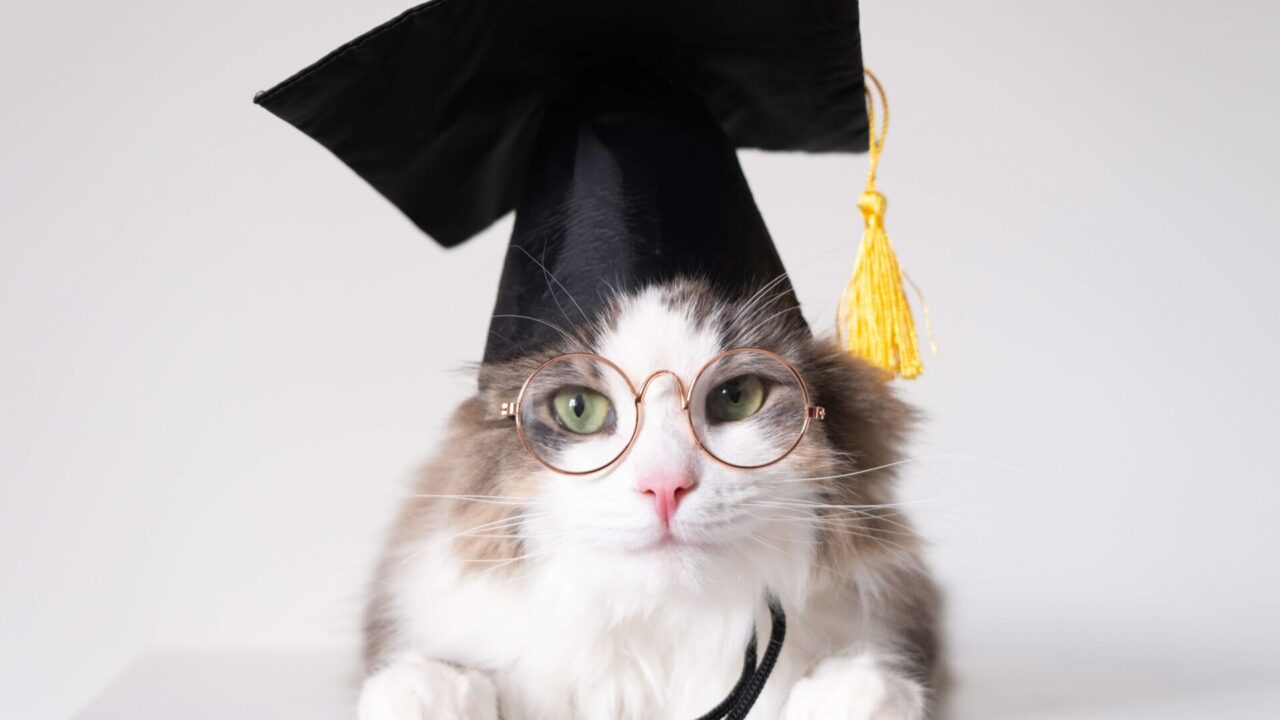 a smart gray cat in a graduation hat and glasses s 2025 03 23 10 30 24 utc 1920x1080 1